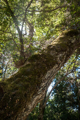 
tree seen from below with texture