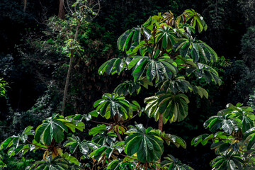 Obraz premium Embauba tree on Atlantic Rainforest in Brazil