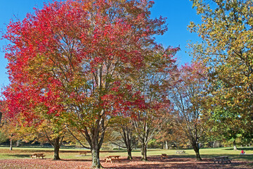 Picnic tables sit amongst fallen leaves and beneath trees showing their fall or autumn color.