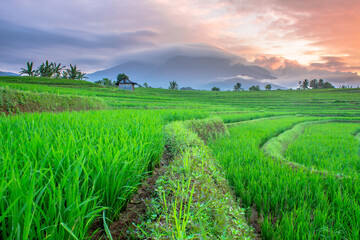 Fototapeta na wymiar rice field in island
