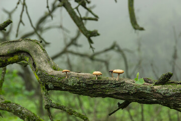 Hongos y líquenes. Parque Nacional Lachay. Lima.