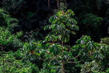Naklejka premium Embauba tree on Atlantic Rainforest in Brazil