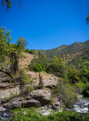 Afternoon at the mountain with some trees and cactus