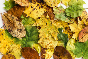 autumn leaves background