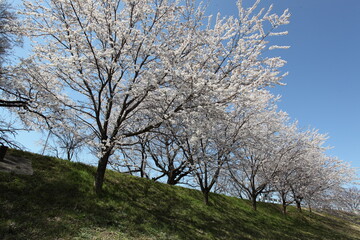 Obraz premium 堤防の桜並木