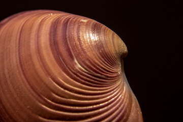 Extreme close-up of sea shell with selecitve focus in Brazil