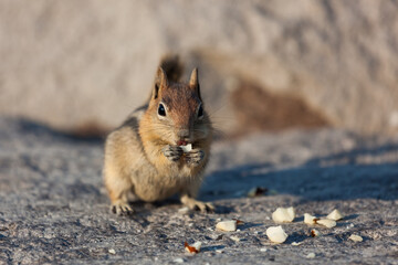 Naklejka na ściany i meble Chipmunk Eating Nuts at Crater Lake