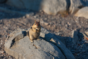 Chipmunk Eating Nuts at Crater Lake