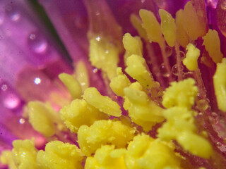 flor húmeda con rocío o agua, color amarilla morada rosada, pétalos © Sergio Peña y Lillo