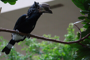 Silvery-cheeked Hornbill bird on branch