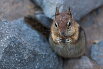 Naklejka na ściany i meble Chipmunk Eating a Nut on a Rock