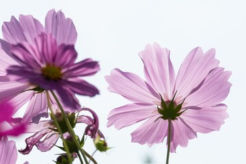 透ける秋桜