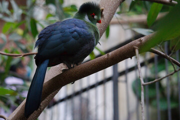Obraz premium white cheeked turaco