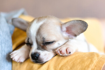 Chihuahua puppy dog sleeps on a bed.