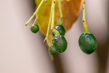 budding avocado tree, baby fruit on tree, fruit set avocado tree, green leaves, green fruit, close up setting fruit in Brazil