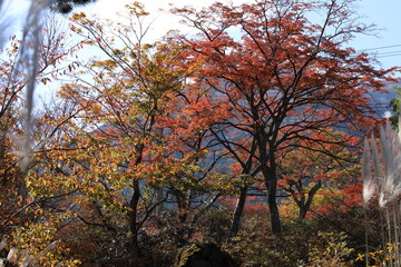 箱根の紅葉