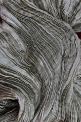 Gold Fabric Pleat , showing the curve of Pattern and texture 