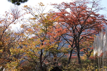 箱根の紅葉