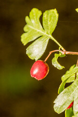 Red berry and a leaf against a brown out of focus background