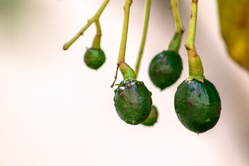 selective focus of budding avocado tree, baby fruit on tree, fruit set avocado tree, green leaves, green fruit, close up setting fruit in Brazil