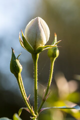 White unopened rose bud with two green hips and a blurry background