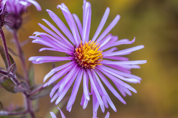 Purple thin petaled flower with orange middle and green yellow background