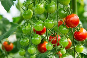 ミノトマト１２