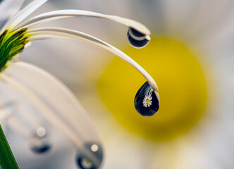 Crystal rain droplet hangs on beautiful white flower petal