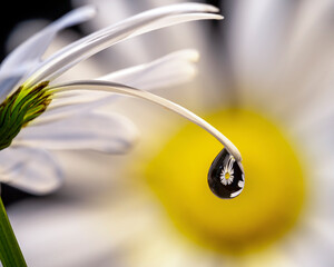 Crystal rain droplet hangs on beautiful white flower petal