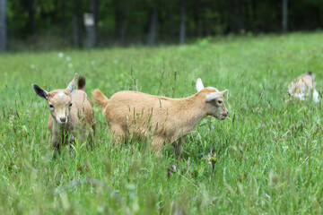 Fototapeta premium Lovely Baby Goats on Farm