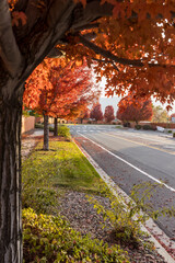 Street running through a tree lined area with crosswalks and sidewalks