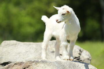 Obraz na płótnie Canvas Lovely White Baby Goat on Farm