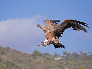 vulture in flight