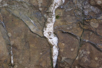 White on brown rock close-up
