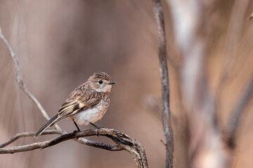The Red-capped Robin (Petroica goodenovi) is the smallest red robin. The juvenile Red-capped Robin is basically grey/brown with a speckled coloured chest and no red cap.