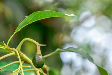 budding avocado tree, baby fruit on tree, fruit set avocado tree, green leaves, green fruit, close up setting fruit in Brazil