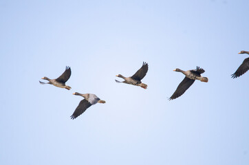 White-fronted goose flying in Izunuma, Miyagi Prefecture