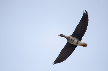 White-fronted goose flying in Izunuma, Miyagi Prefecture