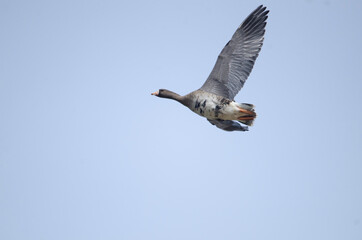 White-fronted goose flying in Izunuma, Miyagi Prefecture