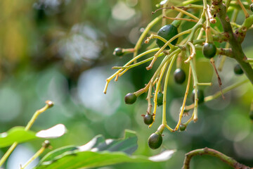 selective focus of budding avocado tree, baby fruit on tree, fruit set avocado tree, green leaves, green fruit, close up setting fruit in Brazil