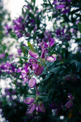 flowers in the garden