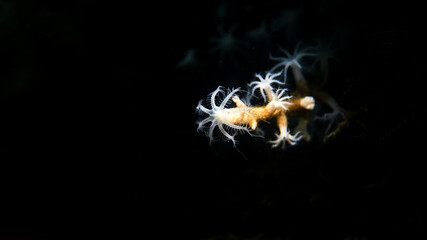 The Details of a Coral Polyp in the Atlantic Ocean of Florida
