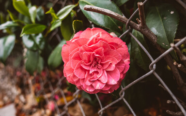 Fototapeta premium Camellia flower