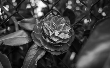 Black and white camellia flower