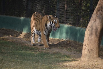 tiger in the zoo
