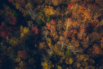 Aerial high angle view of forest in fall scenery, colorful trees in Vermont, United States