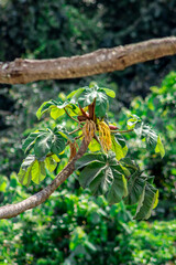 Embauba tree on Atlantic Rainforest in Brazil