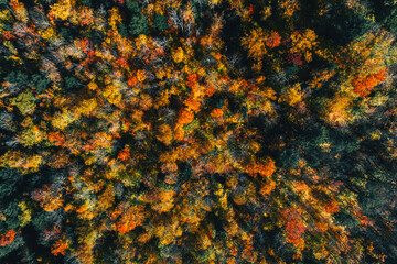 Obraz na płótnie Canvas Aerial high angle view of wood in fall scenery, colorful trees in Vermont, United States