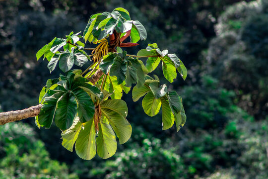 Embauba tree on Atlantic Rainforest in Brazil