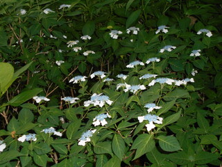 満開の紫陽花
